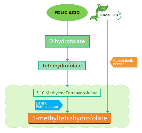 Sự khác biệt giữa axit folic và Magnafolate® là gì?