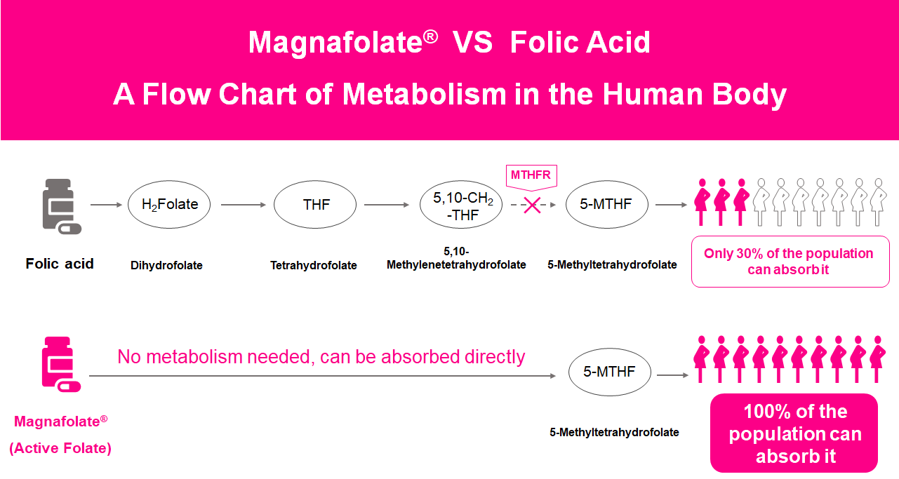 Sơ đồ quá trình trao đổi chất trong cơ thể con người, Active Folate VS Folic Acid