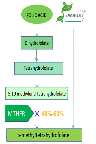 Tại sao cần sử dụng folate L-5-MTHF Ca hoạt tính thay vì axit folic?