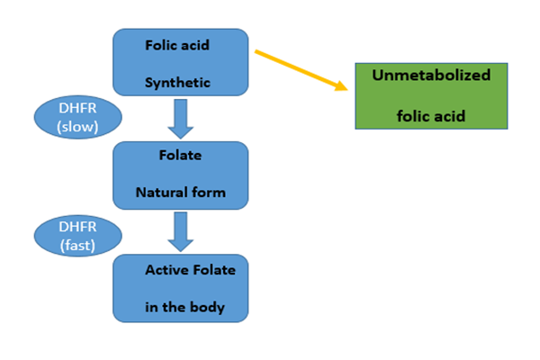 Lượng axit folic 266mcg hàng ngày đang phá vỡ quá trình chuyển hóa folate bình thường của chúng ta