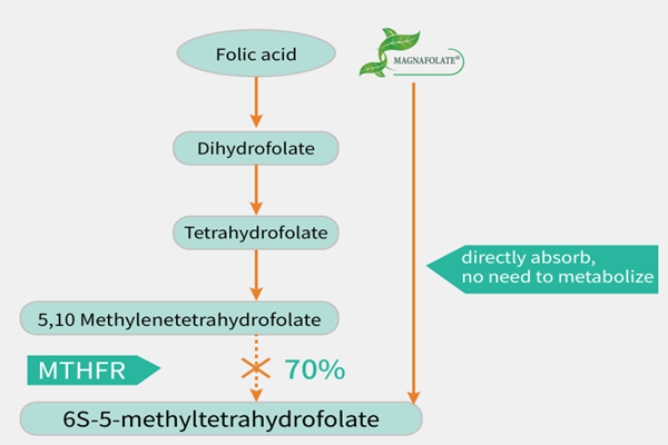 Bạn có biết sự khác biệt giữa Magnafolate và axit folic?