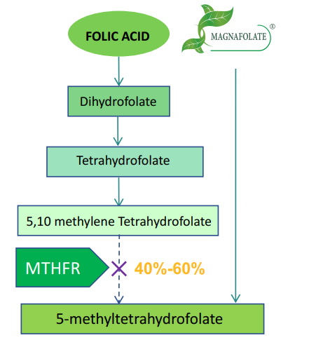 Sự khác biệt giữa Magnafolate và axit folic là gì?