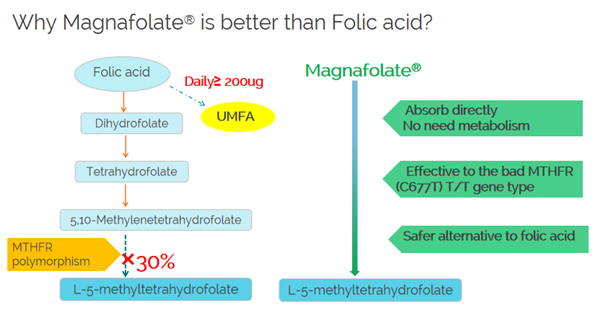 Tại sao Magnafolate tốt hơn axit folic?