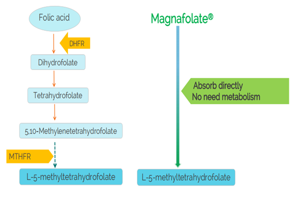 Có cần thiết phải bổ sung chất bổ sung có chứa methylfolate thay vì axit folic không?