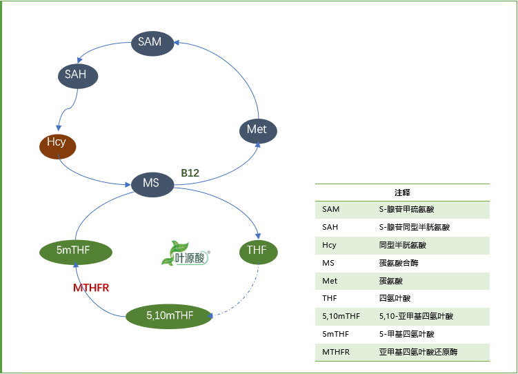 Kiểu gen MTHFR gây bất thường chuyển hóa folate và cơ chế gây bệnh liên quan