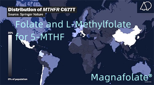 Folate và L-Methylfolate cho 5-MTHF