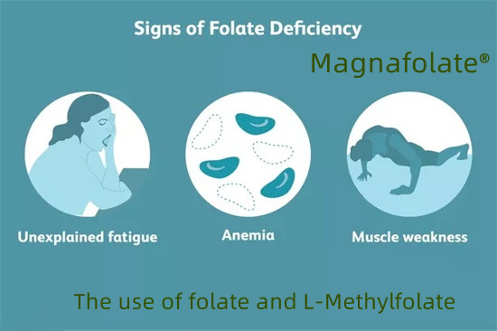 Việc sử dụng folate và L-Methylfolate