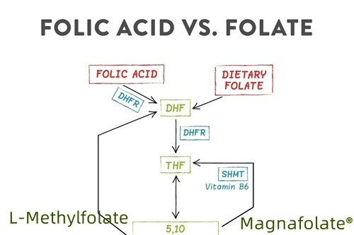 Tóm tắt folate và L-Methylfolate