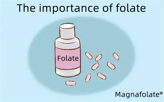 Tầm quan trọng của folate-Magnafolate