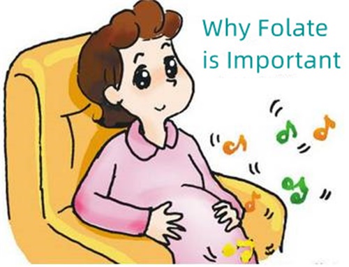 Tại sao Folate lại quan trọng?