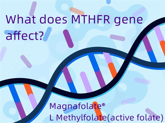 Gen MTHFR có tác dụng gì?