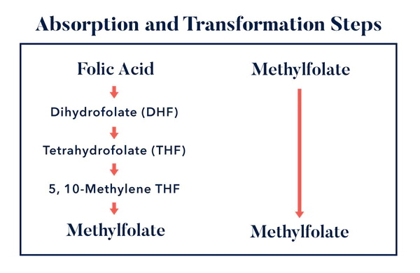 Điểm giống nhau chính của axit folic và L-methylfolate là gì?