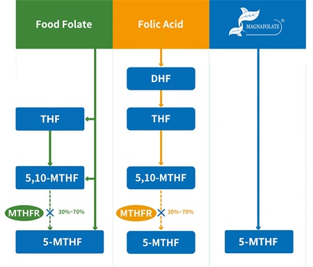 5-methyltetrahydrofolate là gì?