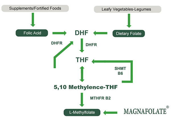 L-Methylfolate VS Folate thực phẩm VS Axit Folic