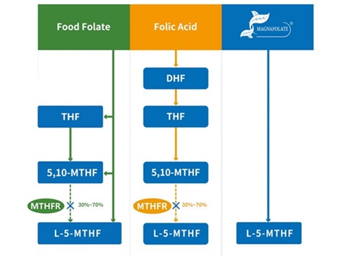 Canxi L-5-methyltetrahydrofolate VS Axit Folic