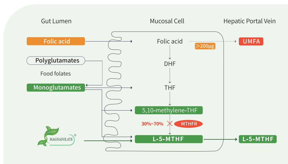 Mangafolate an toàn hơn cho con người so với axit folia