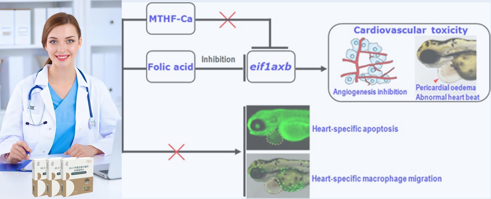 Đánh giá văn học | Axit folic tổng hợp liều cao có thể gây ra nguy cơ tim cho phôi sớm; 6S-5-methyltetrahydrofolate-Calcium chứng tỏ an toàn hơn