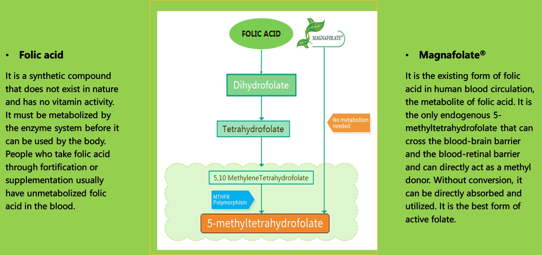 Tránh những cạm bẫy của việc bổ sung folate khi mang thai: liều cao axit folic tổng hợp có thể gây ra rủi ro ẩn